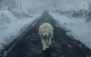 Terceira foto da serie de Brais Lorenzo “O Grande Esmorecemento”. Premio de Fotoxornalismo “Serie do Ano de Galicia en Foco 2024”.
